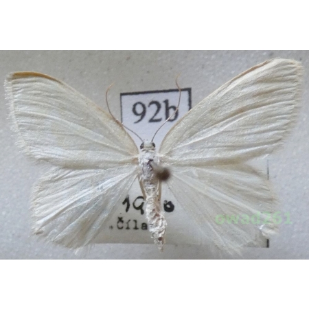 Jodis putata (Linnaeus, 1758) Czech92b